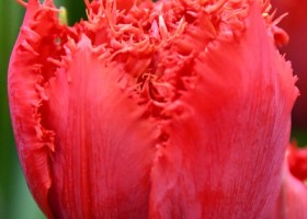 Tulipa Mi Amor (3)